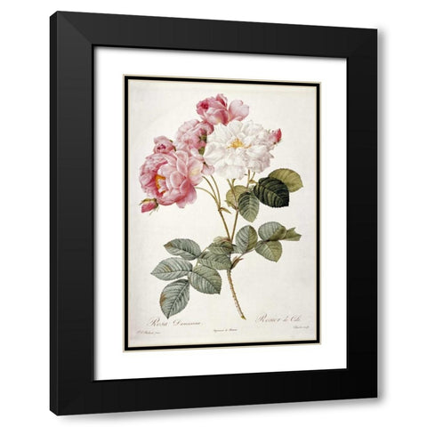 Damask Rose Black Modern Wood Framed Art Print with Double Matting by Redoute, Pierre Joseph