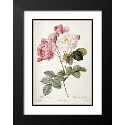 Damask Rose Black Modern Wood Framed Art Print with Double Matting by Redoute, Pierre Joseph
