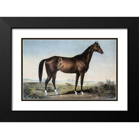 Celebrated Horse Lexington Black Modern Wood Framed Art Print with Double Matting by Currier and Ives