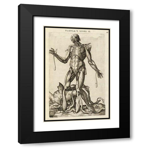 Male figure with muscles and skeleton Black Modern Wood Framed Art Print with Double Matting by Versalius, Andreas