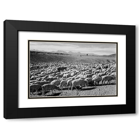 Flock in Owens Valley - National Parks and Monuments, 1941 Black Modern Wood Framed Art Print with Double Matting by Adams, Ansel