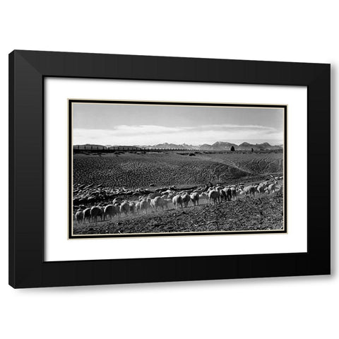 Flock in Owens Valley, California, 1941 Black Modern Wood Framed Art Print with Double Matting by Adams, Ansel