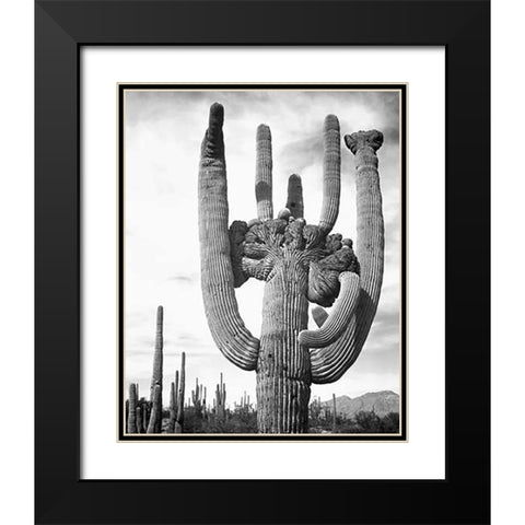 View of cactus and surrounding area Saguaros, Saguaro National Monument, Arizona, ca. 1941-1942 Black Modern Wood Framed Art Print with Double Matting by Adams, Ansel