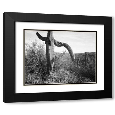 Cactus at left and surroundings, Saguaro National Monument, Arizona, ca. 1941-1942 Black Modern Wood Framed Art Print with Double Matting by Adams, Ansel