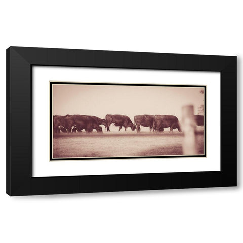 Cattle Row Black Modern Wood Framed Art Print with Double Matting by Quillen, Donnie