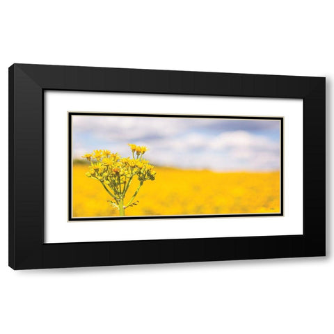 Field of Yellow II Black Modern Wood Framed Art Print with Double Matting by Quillen, Donnie