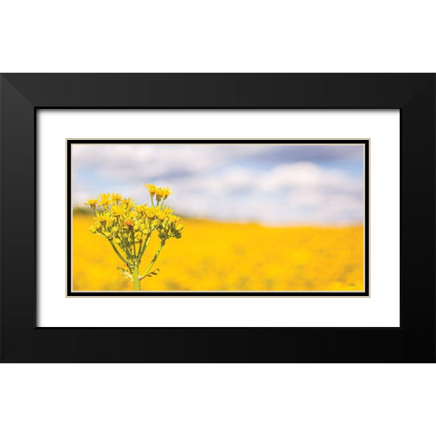 Field of Yellow II Black Modern Wood Framed Art Print with Double Matting by Quillen, Donnie