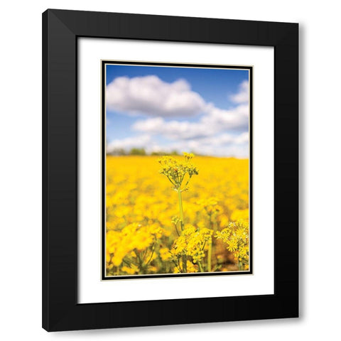 Field of Yellow III Black Modern Wood Framed Art Print with Double Matting by Quillen, Donnie