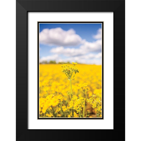 Field of Yellow III Black Modern Wood Framed Art Print with Double Matting by Quillen, Donnie