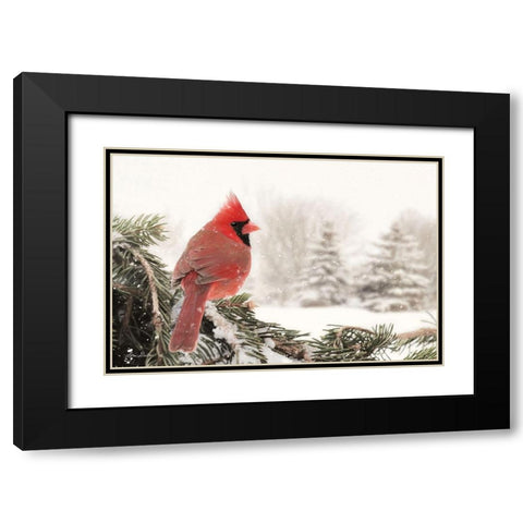 Winter Perch Black Modern Wood Framed Art Print with Double Matting by Deiter, Lori