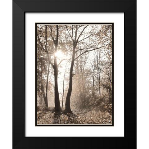 Woodland Sunrise Black Modern Wood Framed Art Print with Double Matting by Deiter, Lori