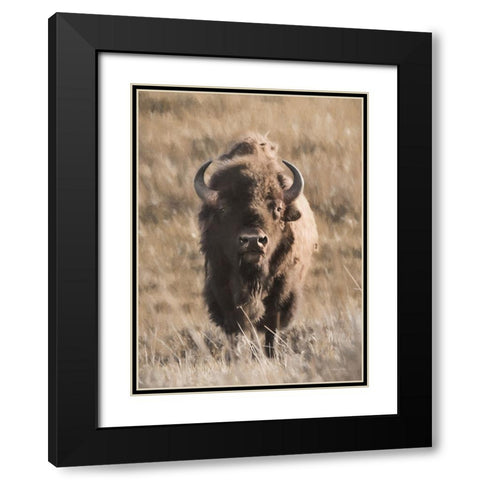 Yellowstone Bison Black Modern Wood Framed Art Print with Double Matting by Deiter, Lori