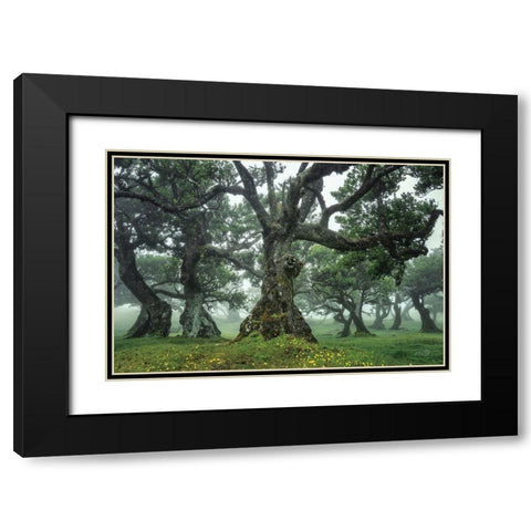 Enchanted Forest I Black Modern Wood Framed Art Print with Double Matting by Podt, Martin