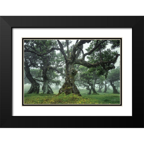 Enchanted Forest I Black Modern Wood Framed Art Print with Double Matting by Podt, Martin