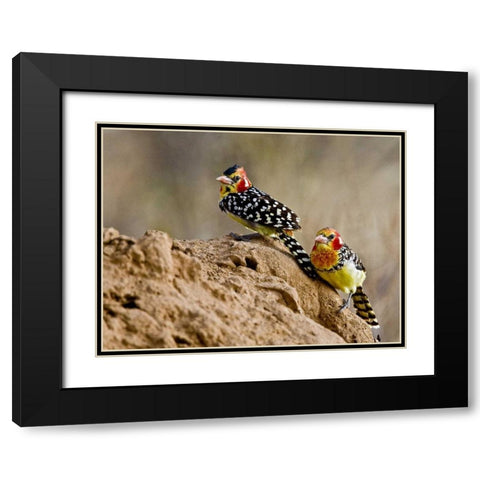 Kenya Red-and-yellow barbet birds on dirt Black Modern Wood Framed Art Print with Double Matting by Williams, Joanne