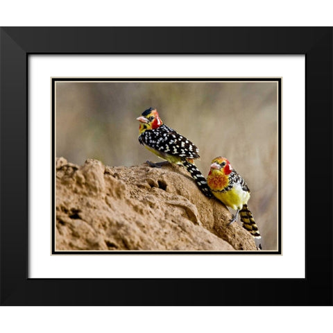 Kenya Red-and-yellow barbet birds on dirt Black Modern Wood Framed Art Print with Double Matting by Williams, Joanne