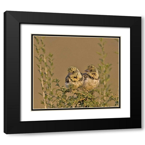 Kenya Red-yellow barbets perched on tree limb Black Modern Wood Framed Art Print with Double Matting by Williams, Joanne