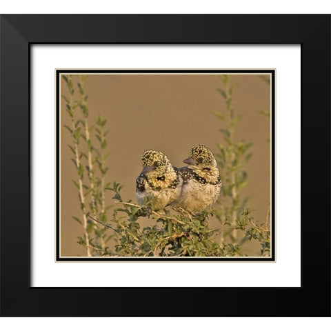 Kenya Red-yellow barbets perched on tree limb Black Modern Wood Framed Art Print with Double Matting by Williams, Joanne