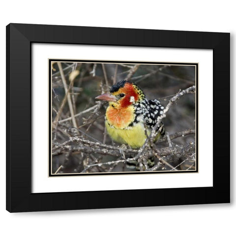 Kenya Red and yellow barbet perched on tree limb Black Modern Wood Framed Art Print with Double Matting by Williams, Joanne
