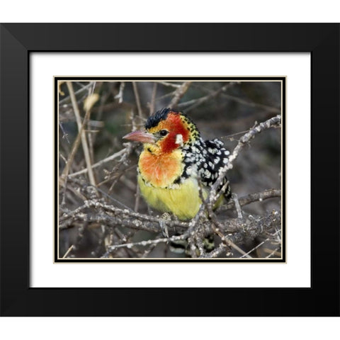 Kenya Red and yellow barbet perched on tree limb Black Modern Wood Framed Art Print with Double Matting by Williams, Joanne