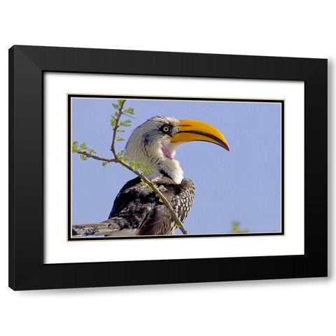 Kenya Profile of yellow-billed hornbill bird Black Modern Wood Framed Art Print with Double Matting by Williams, Joanne