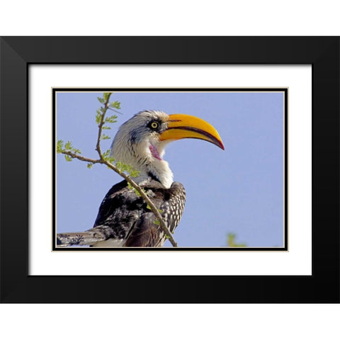 Kenya Profile of yellow-billed hornbill bird Black Modern Wood Framed Art Print with Double Matting by Williams, Joanne