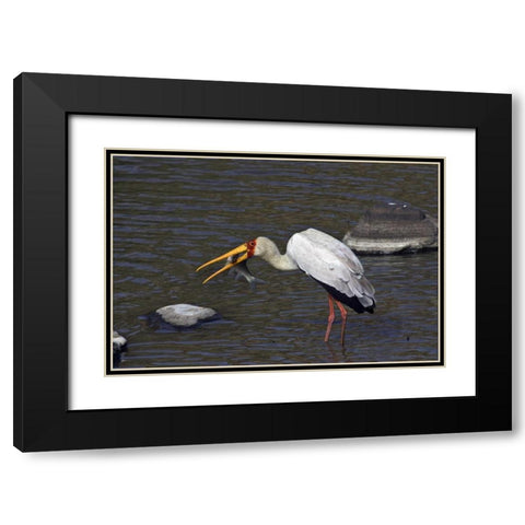 Kenya, Masai Mara Yellow-billed stork with prey Black Modern Wood Framed Art Print with Double Matting by Williams, Joanne