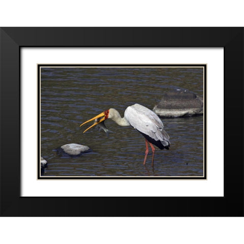 Kenya, Masai Mara Yellow-billed stork with prey Black Modern Wood Framed Art Print with Double Matting by Williams, Joanne