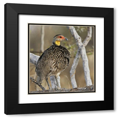 Kenya Yellow-necked spurfowl bird on tree trunk Black Modern Wood Framed Art Print with Double Matting by Williams, Joanne