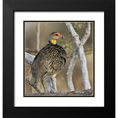 Kenya Yellow-necked spurfowl bird on tree trunk Black Modern Wood Framed Art Print with Double Matting by Williams, Joanne