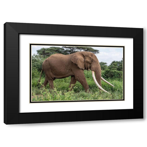 Africa-Kenya-Amboseli National Park Close-up of walking elephant Black Modern Wood Framed Art Print with Double Matting by Jaynes Gallery