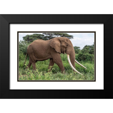 Africa-Kenya-Amboseli National Park Close-up of walking elephant Black Modern Wood Framed Art Print with Double Matting by Jaynes Gallery