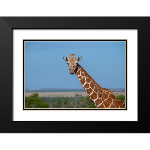 Africa-Kenya-Laikipia Plateau-Ol Pejeta Conservancy-Reticulated giraffe Endangered species Black Modern Wood Framed Art Print with Double Matting by Hopkins, Cindy Miller