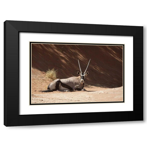Resting Oryx, Namib-Naukluft, Sossusvlei, Namibia Black Modern Wood Framed Art Print with Double Matting by Kaveney, Wendy