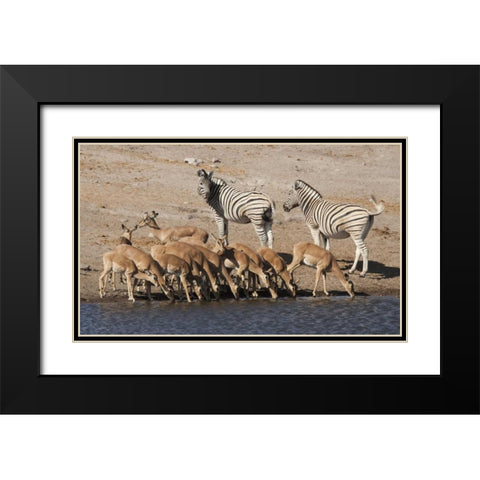 Zebras and black-faced impala, Etosha NP, Namibia Black Modern Wood Framed Art Print with Double Matting by Kaveney, Wendy