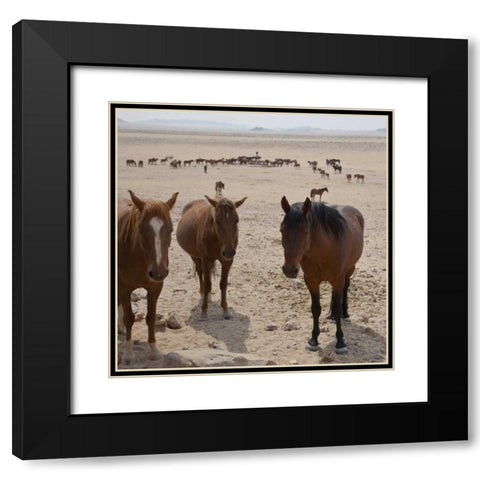 Namibia, Garub Herd of feral horses Black Modern Wood Framed Art Print with Double Matting by Young, Bill