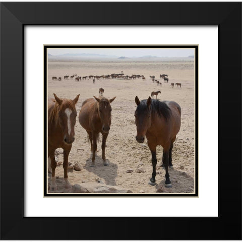 Namibia, Garub Herd of feral horses Black Modern Wood Framed Art Print with Double Matting by Young, Bill