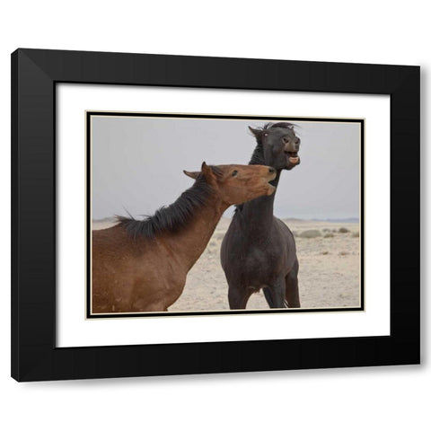 Namibia, Garub Feral horses playing Black Modern Wood Framed Art Print with Double Matting by Young, Bill