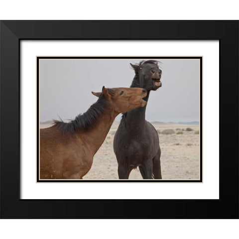 Namibia, Garub Feral horses playing Black Modern Wood Framed Art Print with Double Matting by Young, Bill