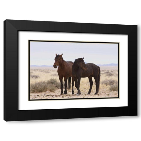 Namibia, Garub Two feral horses Black Modern Wood Framed Art Print with Double Matting by Young, Bill