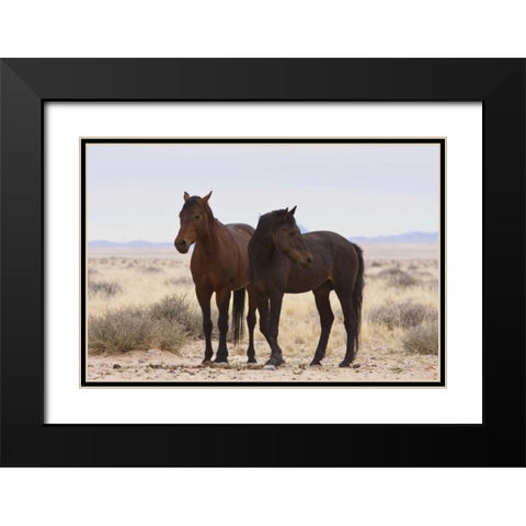 Namibia, Garub Two feral horses Black Modern Wood Framed Art Print with Double Matting by Young, Bill