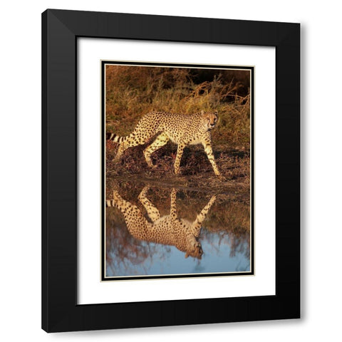 Namibia Adult cheetah reflecting in water Black Modern Wood Framed Art Print with Double Matting by Jaynes Gallery