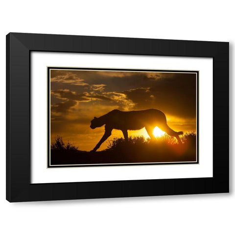 Namibia Cheetah silhouette at sunset Black Modern Wood Framed Art Print with Double Matting by Jaynes Gallery