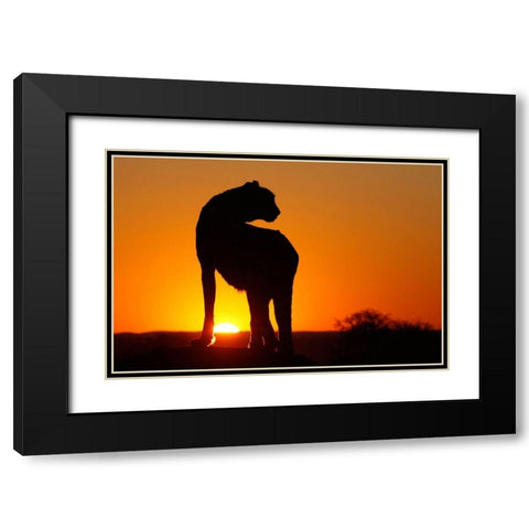 Namibia Cheetah silhouette at sunset Black Modern Wood Framed Art Print with Double Matting by Jaynes Gallery