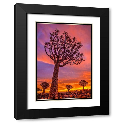 Africa-Namibia-Quiver trees at sunset Black Modern Wood Framed Art Print with Double Matting by Jaynes Gallery