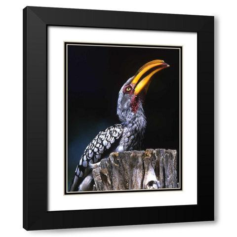 South Kruger NP Yellow-billed hornbill on tree Black Modern Wood Framed Art Print with Double Matting by Williams, Joanne