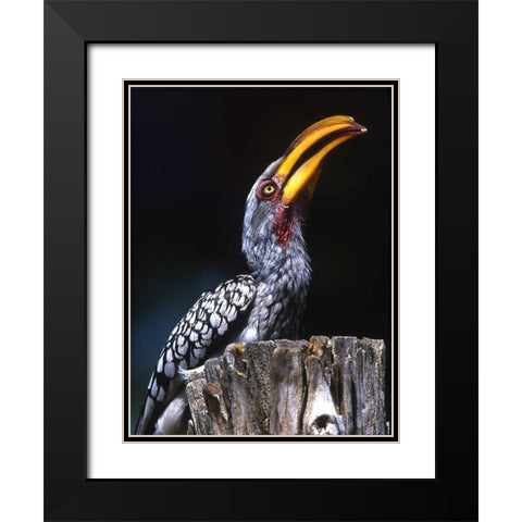 South Kruger NP Yellow-billed hornbill on tree Black Modern Wood Framed Art Print with Double Matting by Williams, Joanne