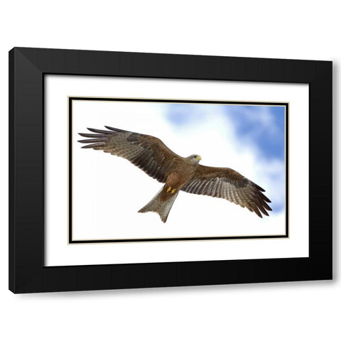 Tanzania Detail of yellow-billed kite in flight Black Modern Wood Framed Art Print with Double Matting by Morris, Arthur