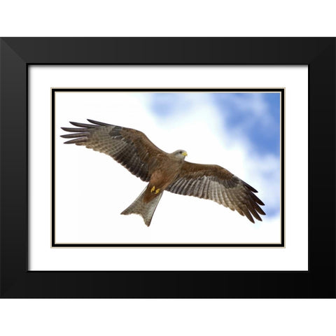 Tanzania Detail of yellow-billed kite in flight Black Modern Wood Framed Art Print with Double Matting by Morris, Arthur