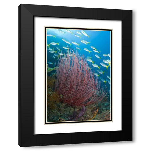 Indonesia Yellowtail fusilier and sea whip coral Black Modern Wood Framed Art Print with Double Matting by Shimlock, Jones